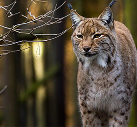 Luchs