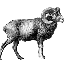 Europäisches Mufflon