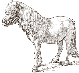 Shetlandpony
