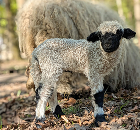 Walliser Schwarznasenschaf
